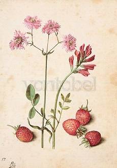 Lychnis flos-cuculi subplena, hedysarum coronarium en aardbeien