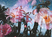 Zomerprojectie (bloemen)