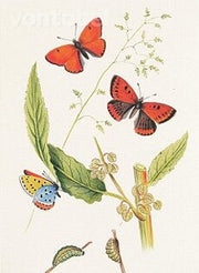 Grote vuurvlinder