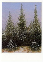 Sparren in de sneeuw - Postkaart
