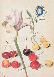 Kersen, iris, winde