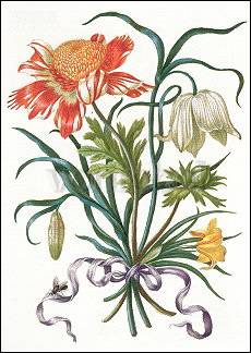 Illustratie uit: Nieuw bloemenboek