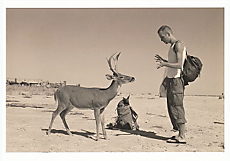 Deer