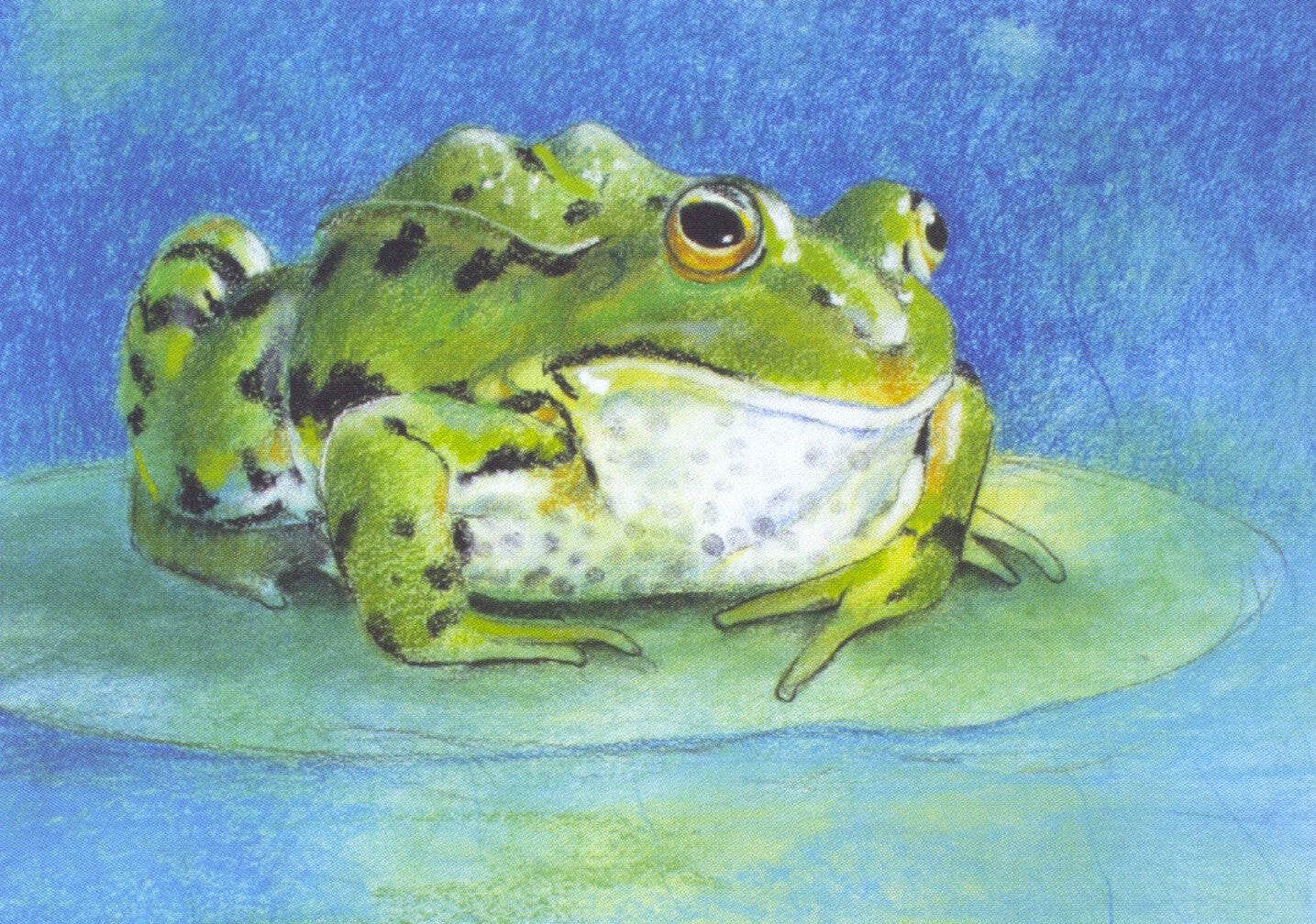 Dierenvrienden 1 - Kikker