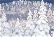 Winterbos