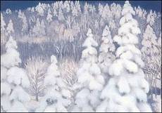 Winterbos