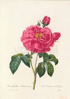 Rosa Galica Aurelianensis