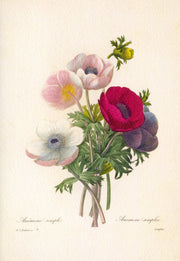 Anemone simplex