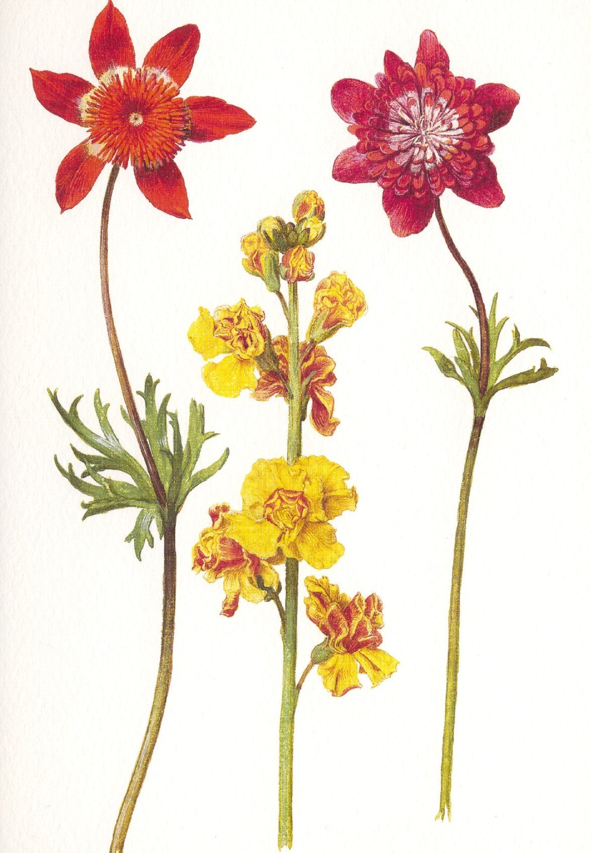 Ranonkels, muurbloem