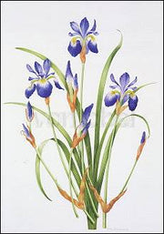 Siberische iris
