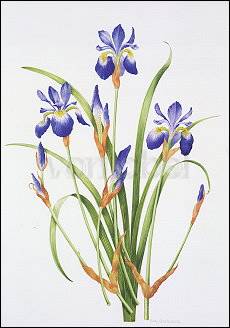 Siberische iris