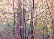Bomen-haiku II