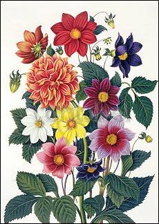 Dahlia's - Clara Maria Pope