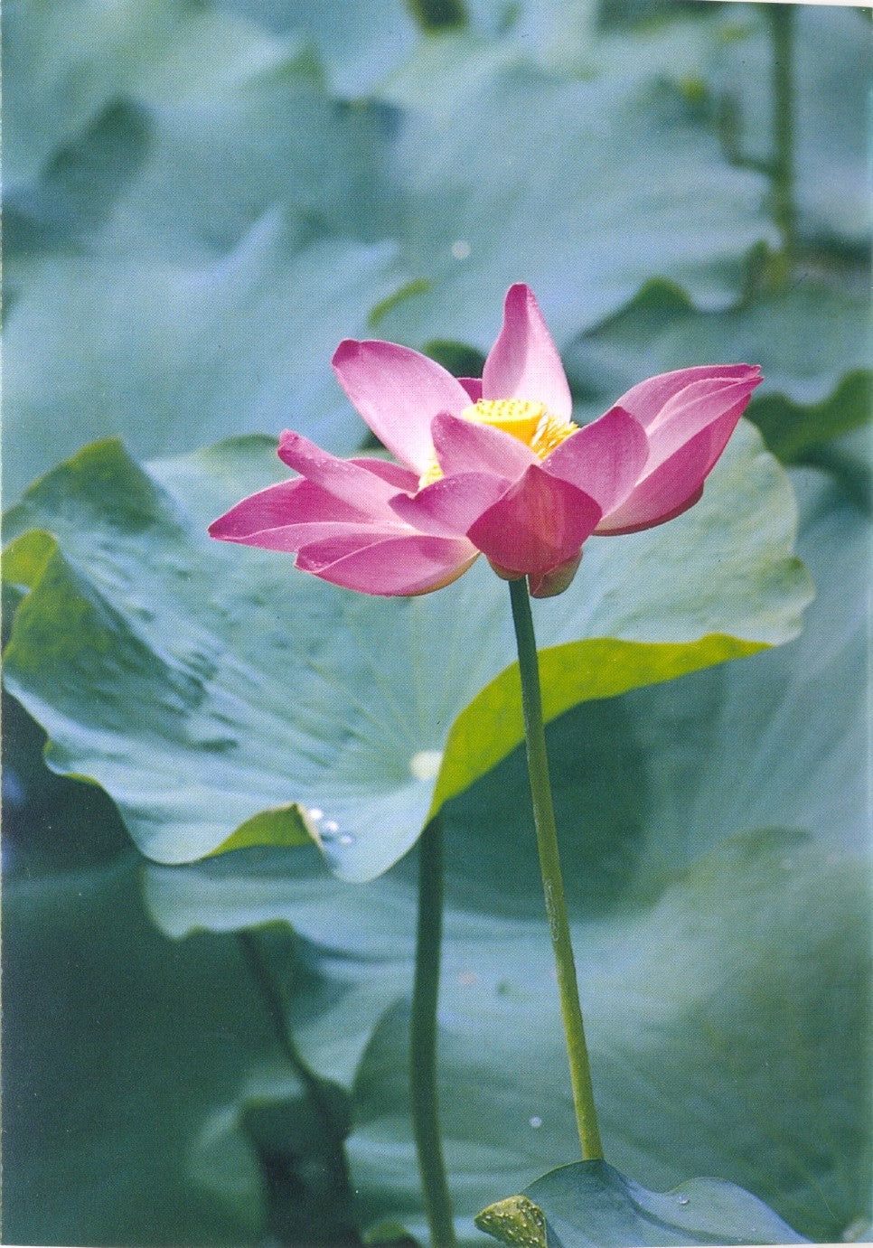 Lotus