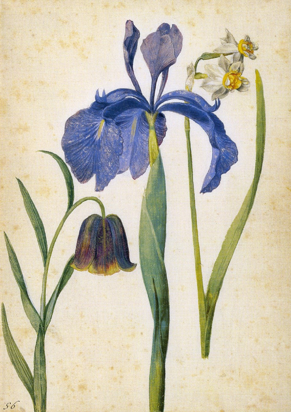 Iris, Narcissus, Fritillaria