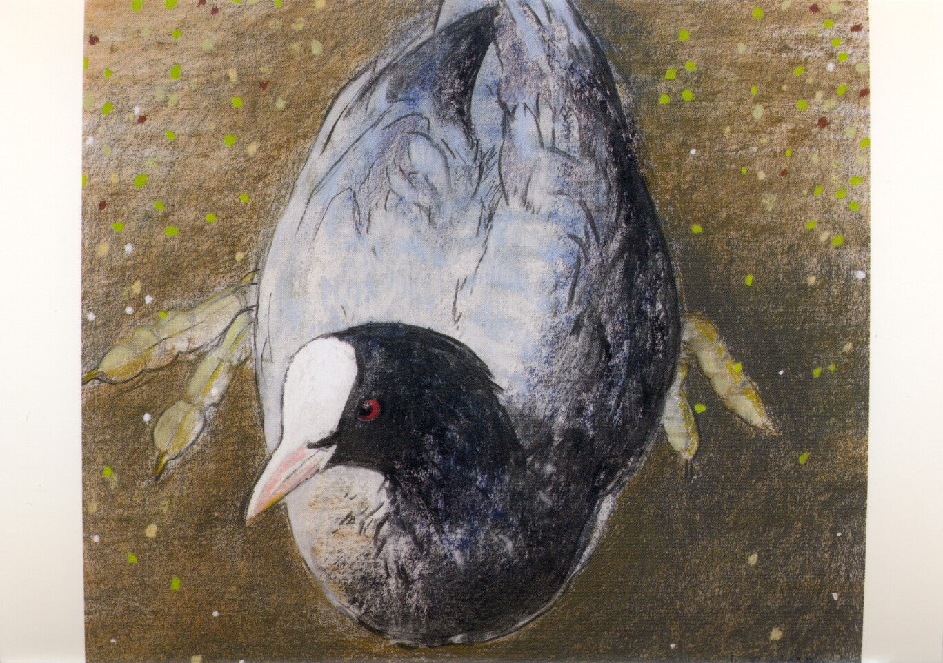 Wasserhuhn