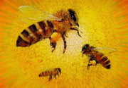 Sonnenkraft