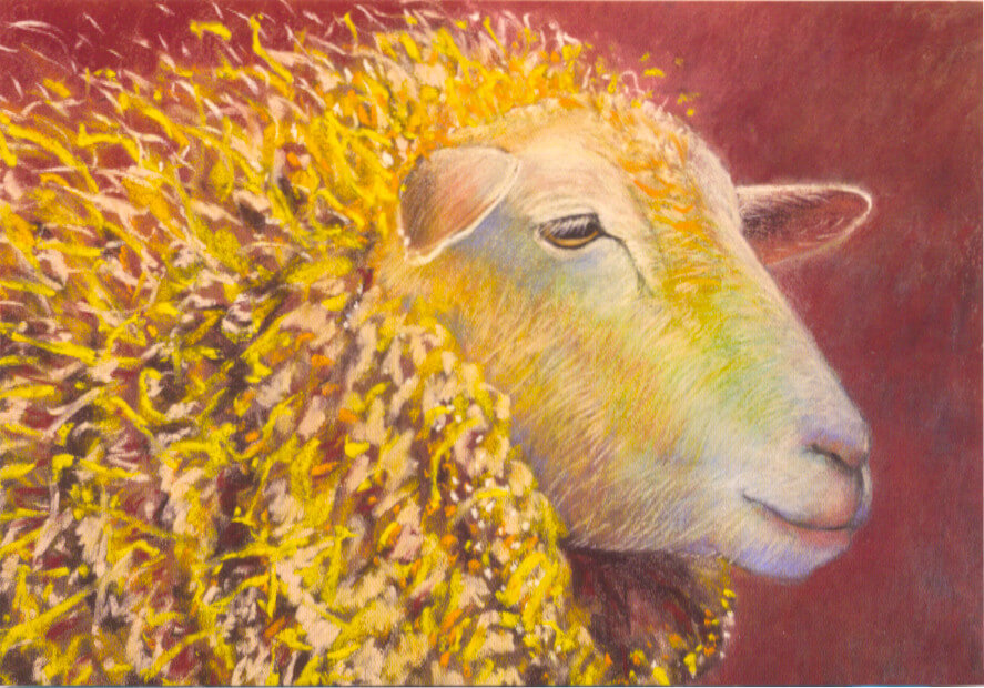 Schaap