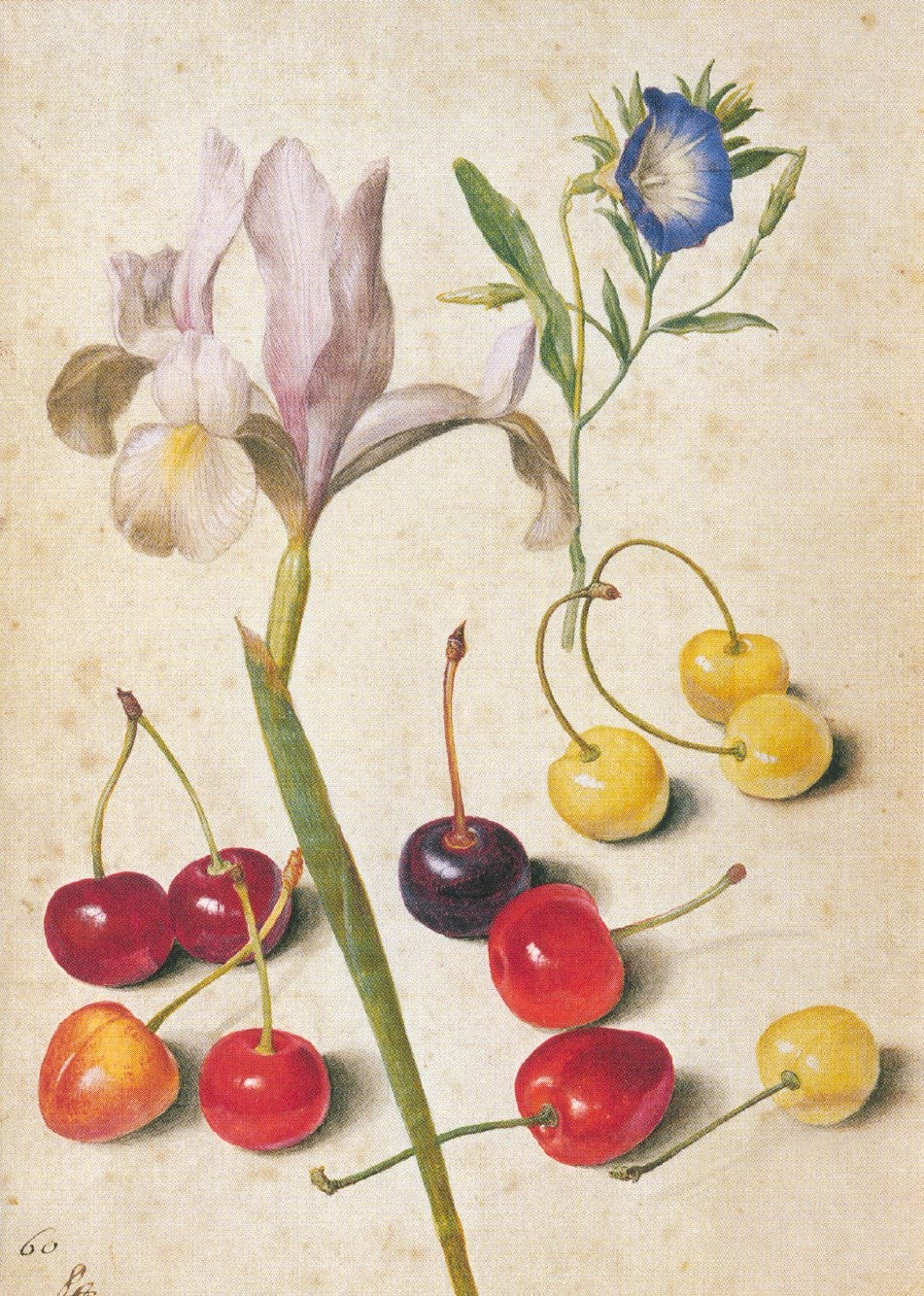 Cherries, Iris, Bindweed