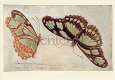 Twee vlinders