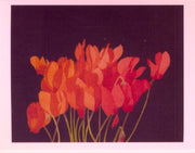 Park cyclamen