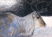 Rendier