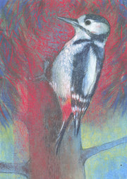 Klein vogelboek 1-Bonte specht