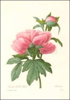 Pioenroos