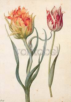 Twee tulpen III