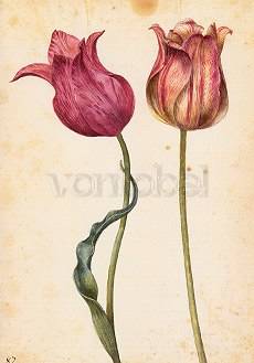 Twee tulpen