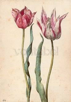 Twee tulpen II
