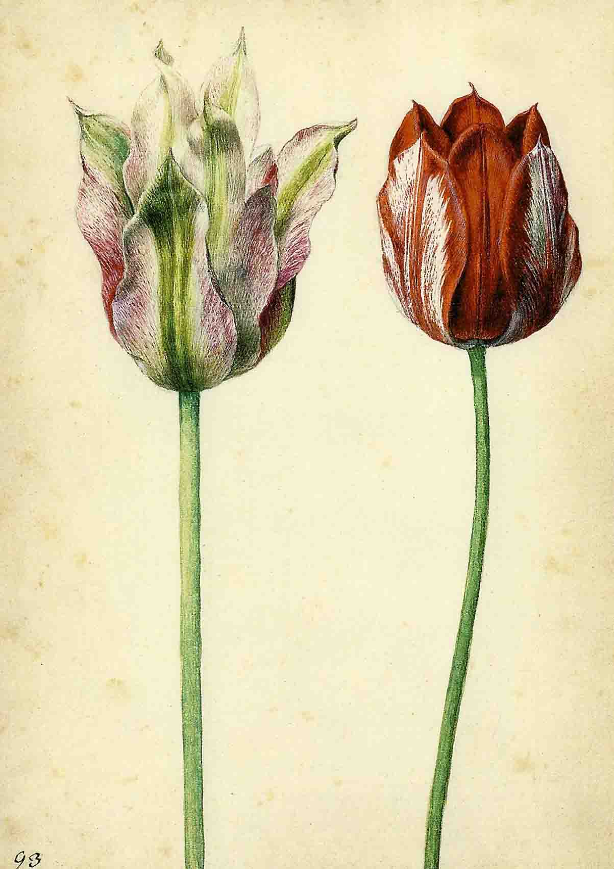 Zwei Tulpen III