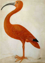 Surinam-Flamingo mit Ei