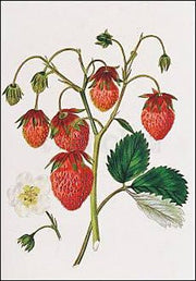De rozebes aardbei
