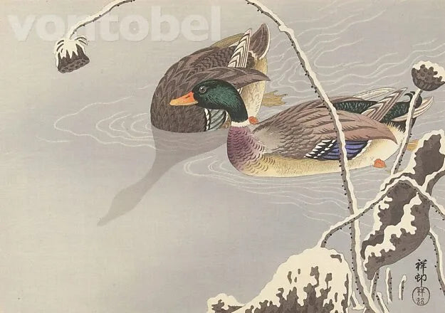 Twee eenden bij een sneeuwbedekte lotus