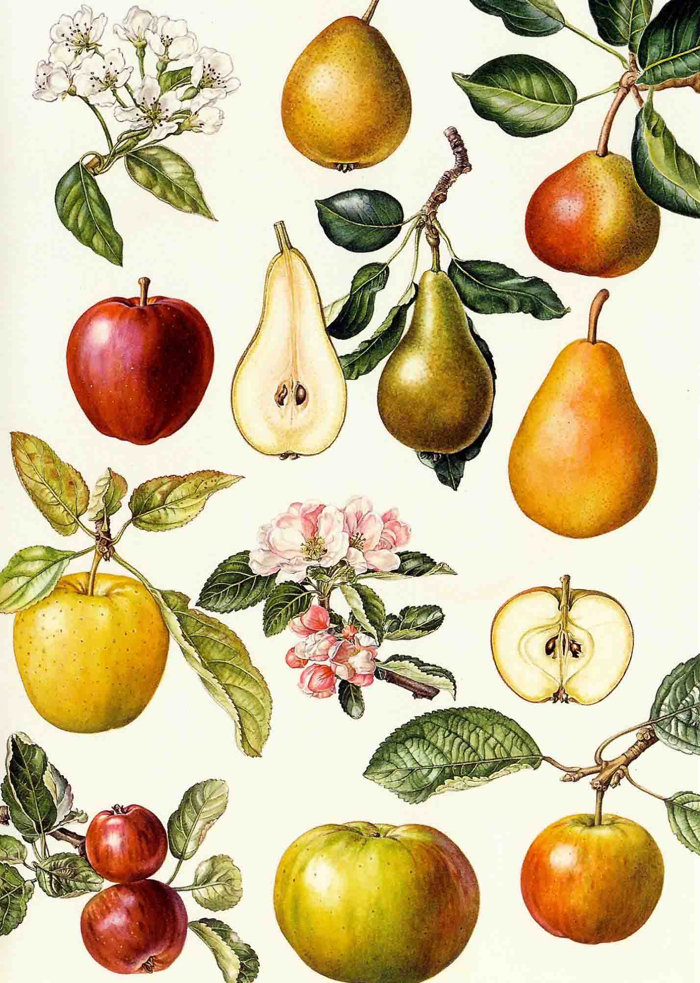 Apples and pears