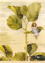 Andersen 2 - Op het blad