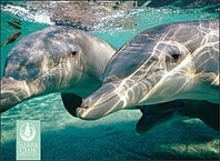 Dolphins