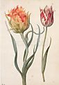Twee tulpen