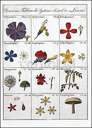 Tweede blad van Linné's sexueelsysteem der planten - Carl von Linné