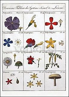 Tweede blad van Linné's sexueelsysteem der planten - Carl von Linné