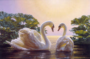 Zwanen - Geschenkkaartje