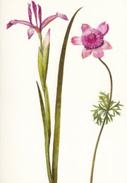 Spaanse iris en anemoon