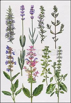 Rosemary and other herbs