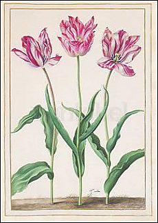 Drie tulpen