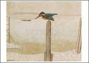 IJsvogel