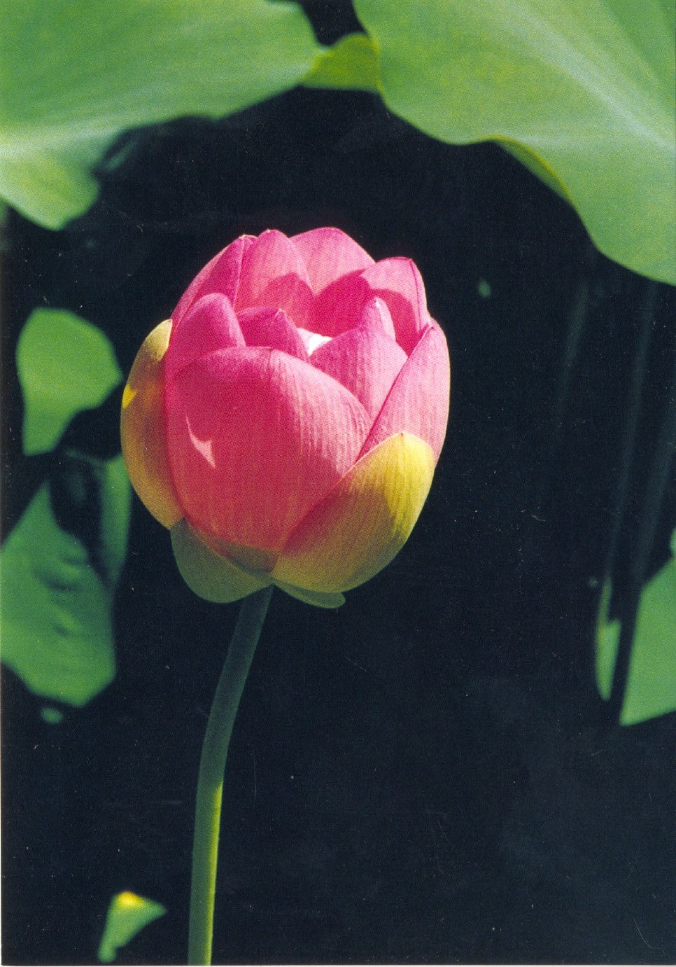 Lotus II