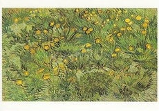 Veld met gele bloemen