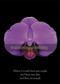 Orchid 7