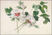 Paeonia suffructicosa